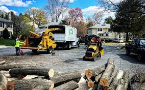 How Our Tree Care Process Works  in  Evans, CO