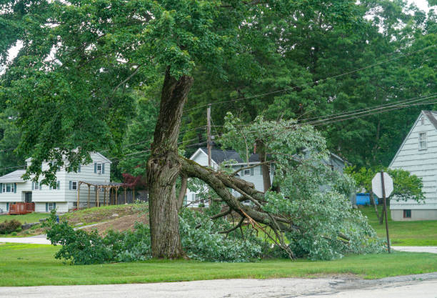 Reliable Evans, CO Tree Removal Solutions